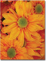 Trademark Global Amy Vangsgard "Orange Daisies" Canvas Art, 18" x 24"