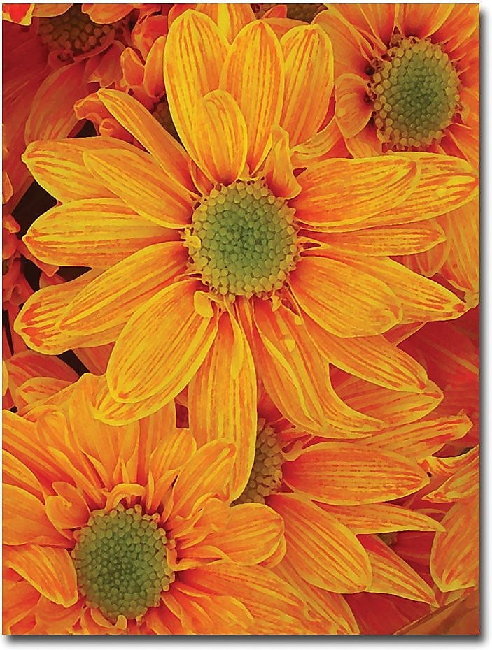 Trademark Global Amy Vangsgard "Orange Daisies" Canvas Art, 18" x 24"