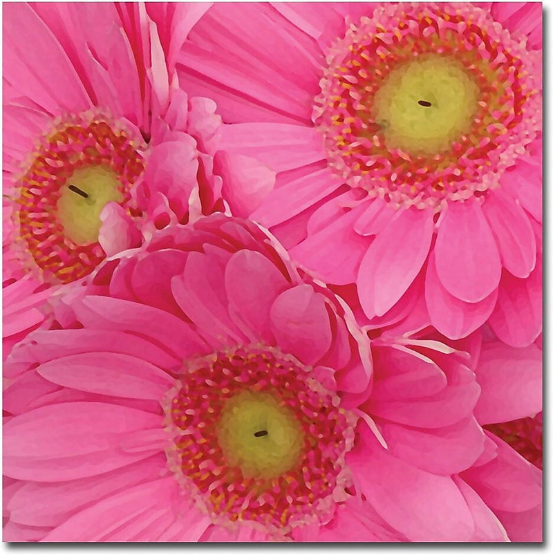 Trademark Global Amy Vangsgard "Pink Gerber Daisies" Canvas Art, 35" x 35"