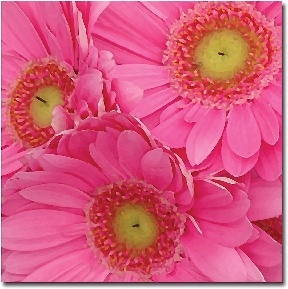Trademark Global Amy Vangsgard "Pink Gerber Daisies" Canvas Art, 35" x 35"