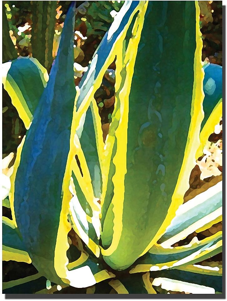 Trademark Global Amy Vangsgard "Agave Americana" Canvas Art, 35" x 47"