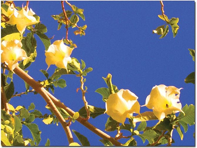 Trademark Global Amy Vangsgard "Flowering Tree" Canvas Art, 24" x 32"