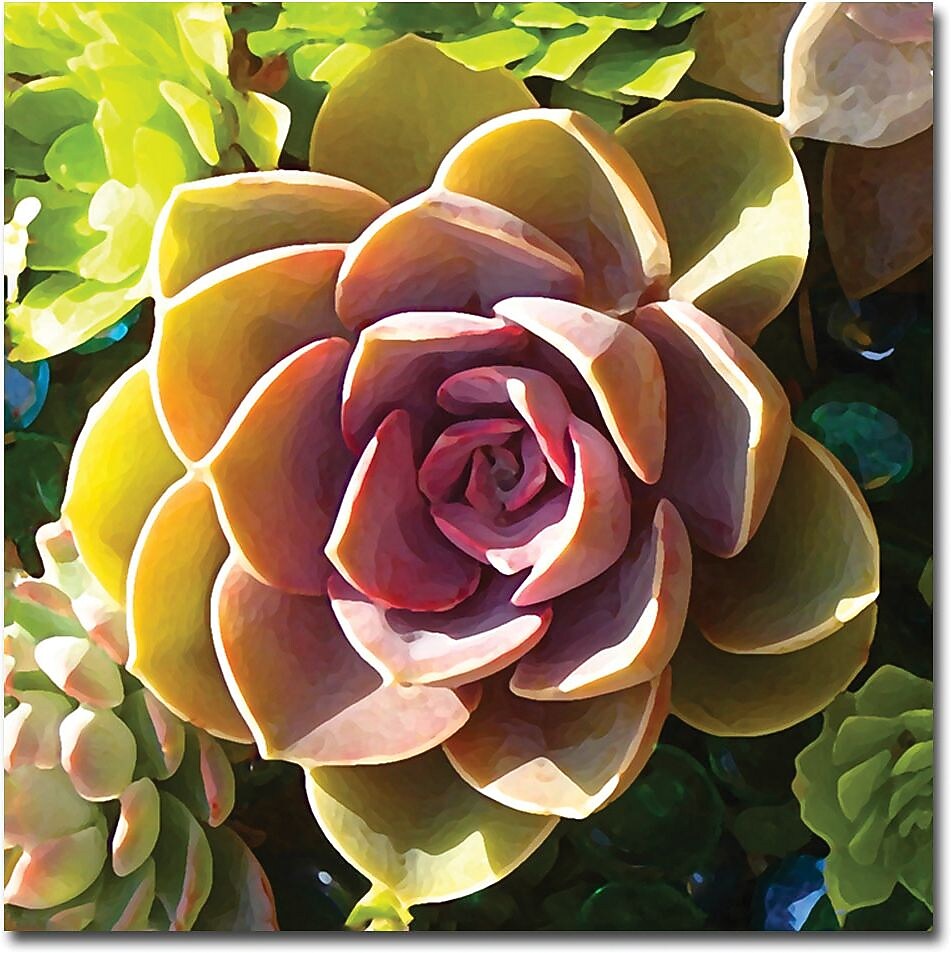 Trademark Global Amy Vangsgard "Succulent Pond VI" Canvas Art, 24" x 24"
