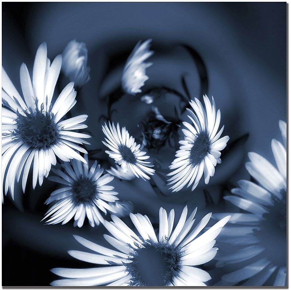 Trademark Global Philippe Sainte Laudy "Dancing Flowers" Canvas Art, 18" x 18"