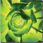 Trademark Global Amy Vangsgard "Succulent Square Close Up" Canvas Art, 24" x 24"