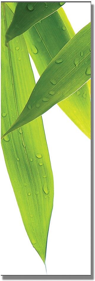 Trademark Global Philippe Sainte Laudy "Life is Green - C" Canvas Art, 8" x 24"
