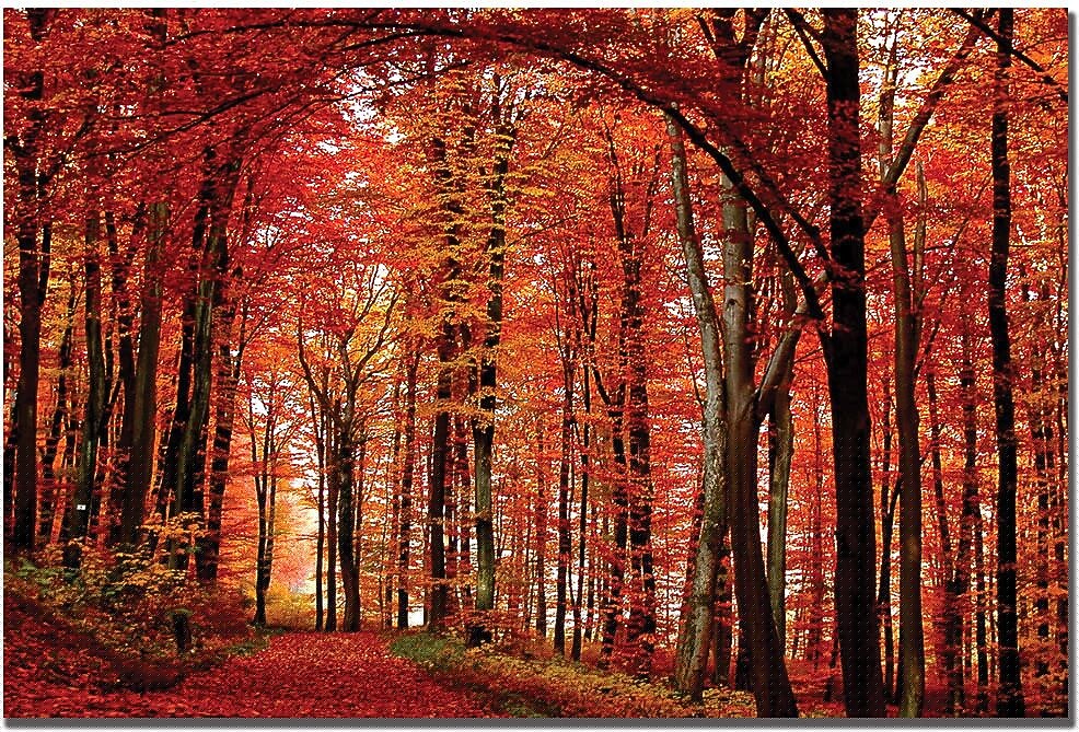 Trademark Global Philippe Sainte Laudy "The Red Way" Canvas Art, 30" x 47"