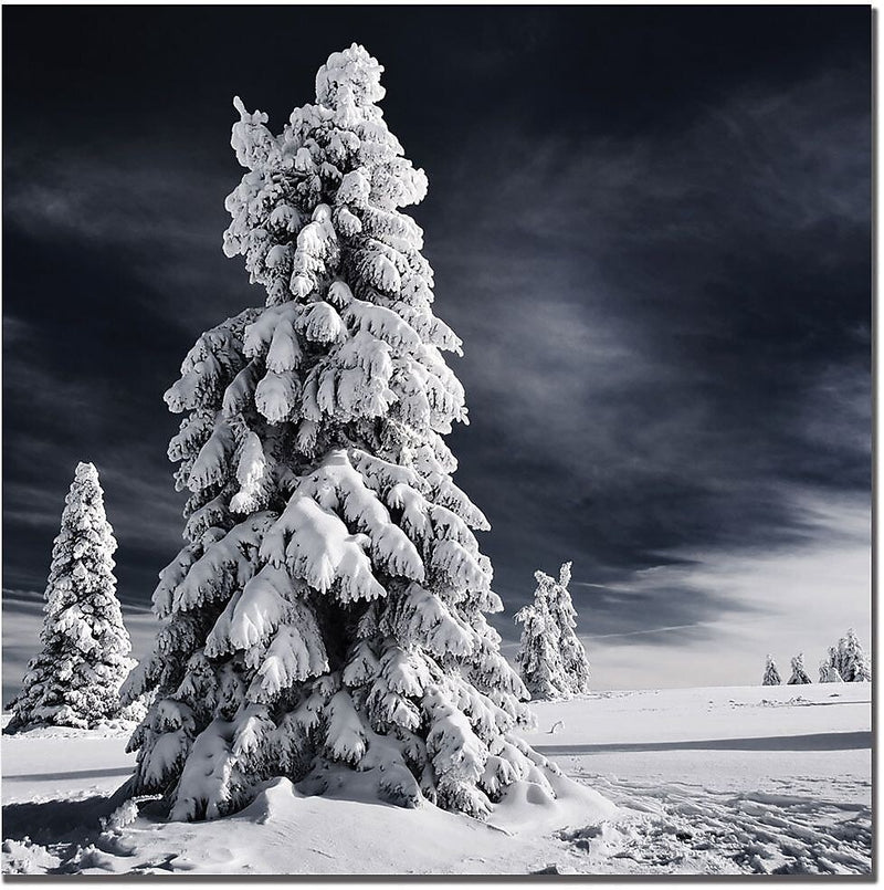 Trademark Global Philippe Sainte Laudy "White Ink" Canvas Art, 35" x 35"