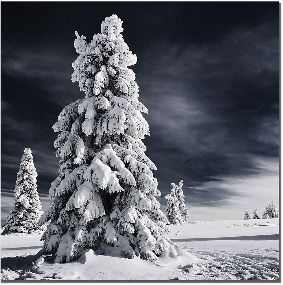Trademark Global Philippe Sainte Laudy "White Ink" Canvas Art, 35" x 35"