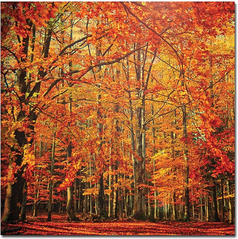 Trademark Global Philippe Sainte Laudy "Red November" Canvas Art, 24" x 24"
