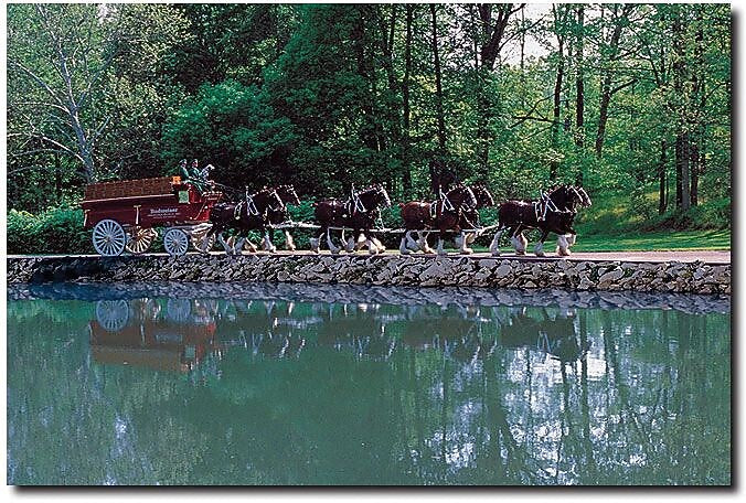 Trademark Global "Clydesdales on Green Pond" Canvas Art, 16" x 24"