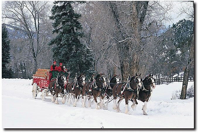 Trademark Global "Clydesdales Snowing in Forest" Canvas Art, 16" x 24"