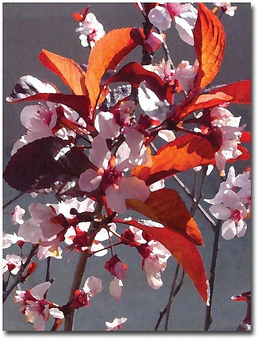 Trademark Global Amy Vangsgard "Pink Tree Blossoms" Canvas Art, 24" x 18"