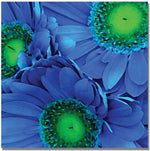 Trademark Global Amy Vangsgard "Blue Gerber Daisies" Canvas Art, 18" x 18"