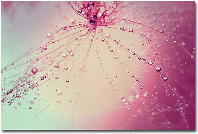 Trademark Global Beata Czyzowska Young "Celebration" Canvas Art, 30" x 47"