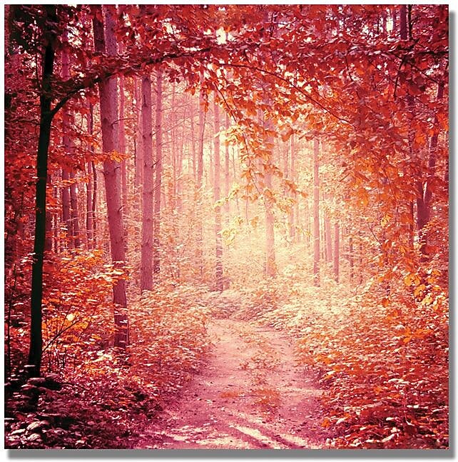 Trademark Global Beata Czyzowska Young "Enchanted Forest" Canvas Art, 24" x 24"