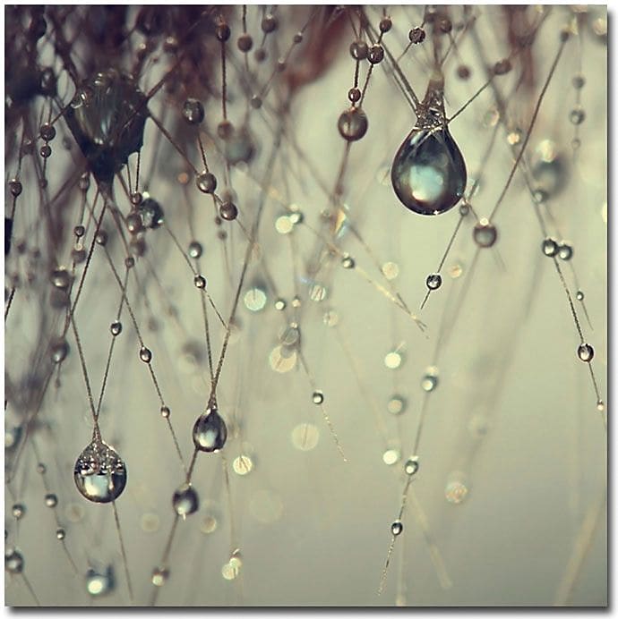 Trademark Global Beata Czyzowska Young "Forgotten Wishes" Canvas Art, 24" x 24"