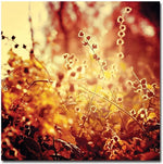 Trademark Global Beata Czyzowska Young "Sunset in my Garden" Canvas Art, 24" x 24" (BC0019-C2424GG)