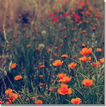 Trademark Global Beata Czyzowska Young "Field of Dreams" Canvas Art, 24" x 24"