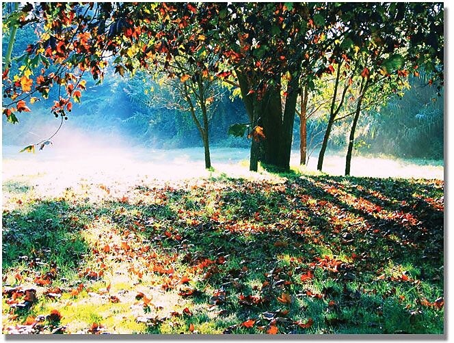 Trademark Global Beata Czyzowska Young "Morning Moods" Canvas Art, 30" x 47"