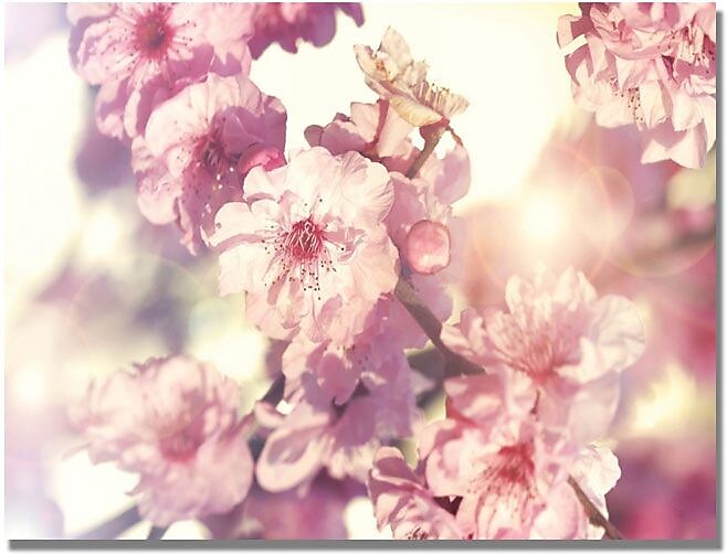 Trademark Global Beata Czyzowska Young "Spring Melody" Canvas Art, 18" x 24"