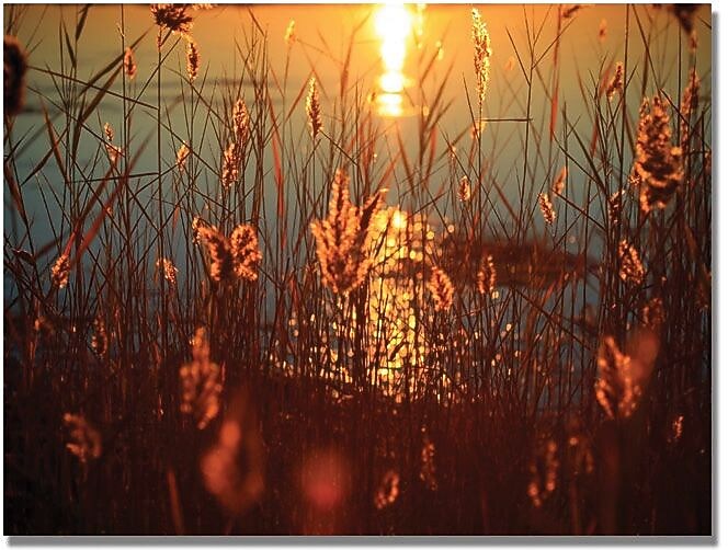 Trademark Global Beata Czyzowska Young "Summer Nights" Canvas Art, 18" x 24"