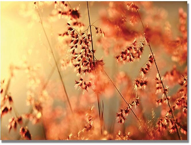 Trademark Global Beata Czyzowska "Sunset Conversations" Canvas Art, 30" x 47" (BC0048-C3047GG)