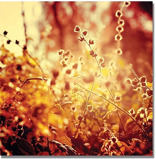 Trademark Global Beata Czyzowska Young "Sunset in my Garden" Canvas Art, 24" x 24"