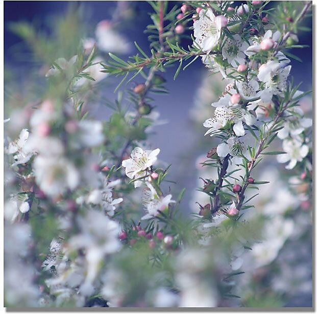 Trademark Global Beata Czyzowska Young "When Your in Her Garden" Canvas Art, 18" x 18"