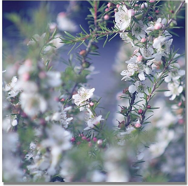 Trademark Global Beata Czyzowska Young "When Your in Her Garden" Canvas Art, 24" x 24"