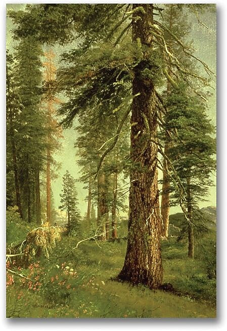 Trademark Global Albert Biersdant "California Redwoods" Canvas Art, 47" x 30"