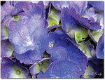 Trademark Global Kathie McCurdy "Hydrangea" Canvas Art, 24" x 32"