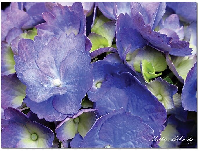 Trademark Global Kathie McCurdy "Hydrangea" Canvas Art, 24" x 32"