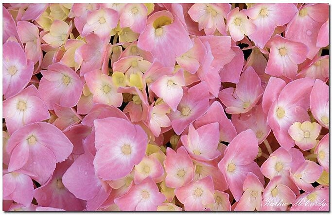 Trademark Global Kathie McCurdy "Pink Hydrangea" Canvas Art, 30" x 47"