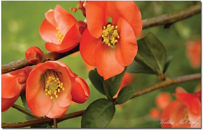 Trademark Global Kathie McCurdy "Quince" Canvas Art, 14" x 19"