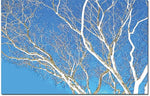 Trademark Global Kathie McCurdy "Spring Tree" Canvas Art, 30" x 47"