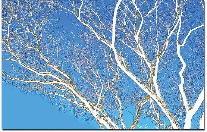Trademark Global Kathie McCurdy "Spring Tree" Canvas Art, 30" x 47"