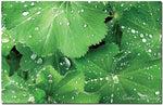 Trademark Global Kathie McCurdy "Water Droplets" Canvas Art, 30" x 47"