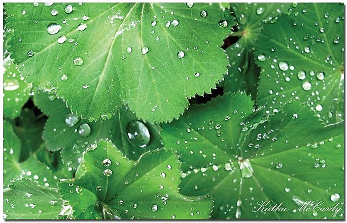 Trademark Global Kathie McCurdy "Water Droplets" Canvas Art, 30" x 47"