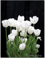 Trademark Global Kathie McCurdy "White Tulips" Canvas Art, Large, 47" x 35" (KM0114-C3547GG)