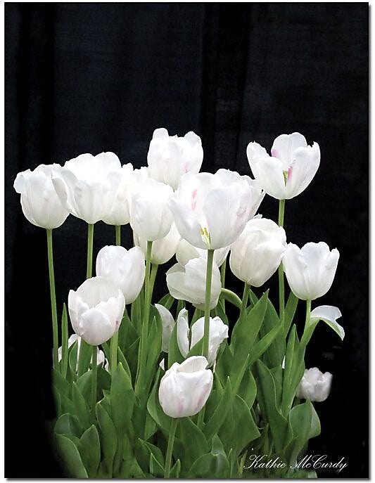 Trademark Global Kathie McCurdy "White Tulips" Canvas Art, Large, 47" x 35" (KM0114-C3547GG)