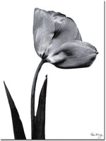 Trademark Global Kathie McCurdy "Tulip" Canvas Art, 24" x 18"