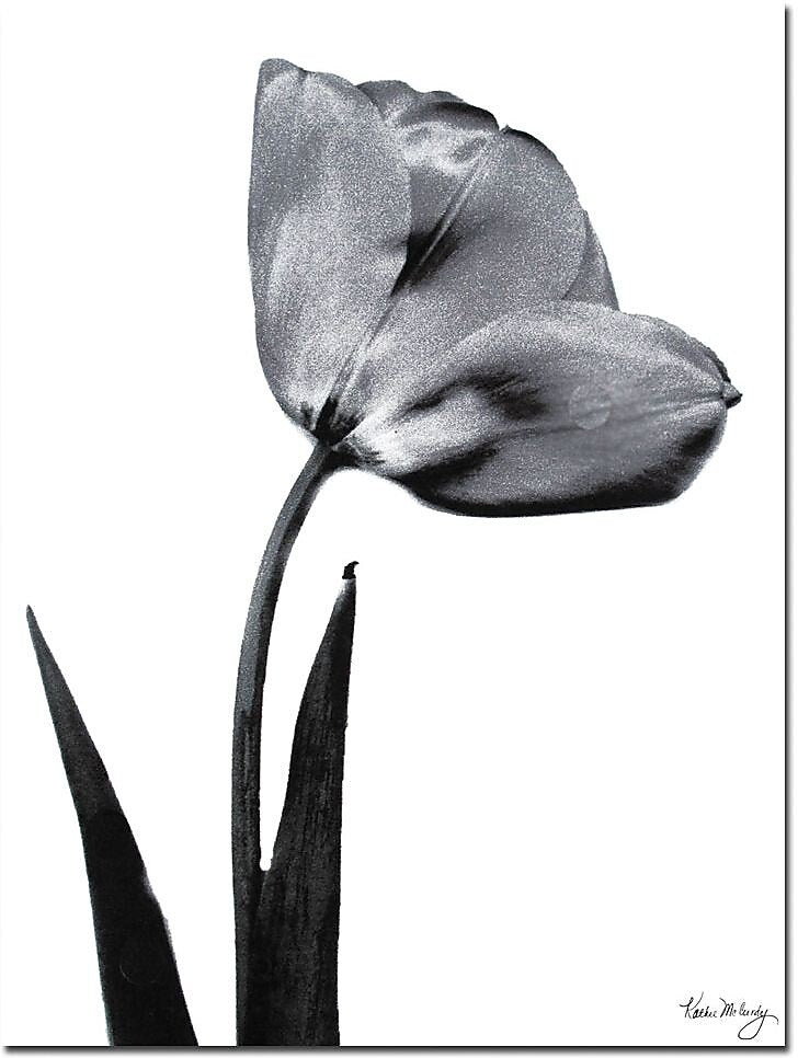 Trademark Global Kathie McCurdy "Tulip" Canvas Art, 24" x 18"