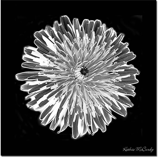 Trademark Global Kathie McCurdy "Dandelion Black & White" Canvas Art, 35" x 35"