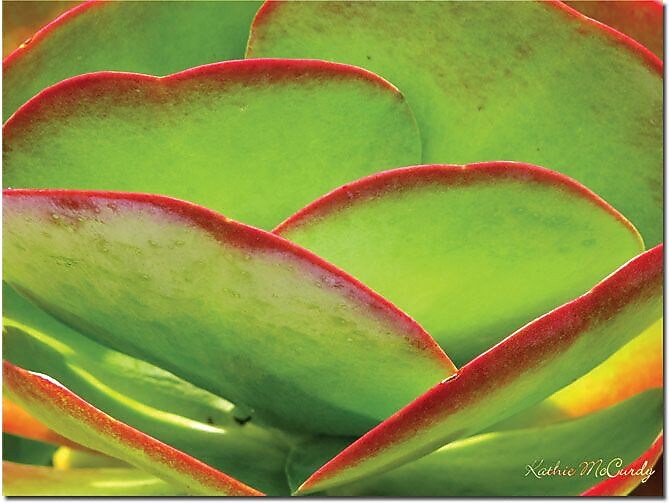 Trademark Global Kathie McCurdy "Neon Cactus" Canvas Art, 24" x 32"