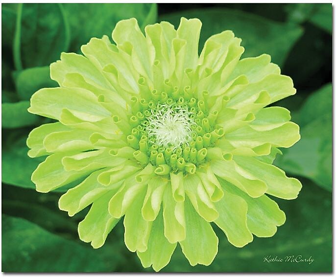 Trademark Global Kathie McCurdy "Green Envy Zinnia" Canvas Art, 26" x 32"
