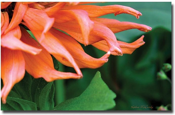 Trademark Global Kathie McCurdy "Big Zinnia" Canvas Art, 30" x 47"