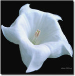 Trademark Global Kathie McCurdy "Moonflower Black and White" Canvas Art, 24" x 24"