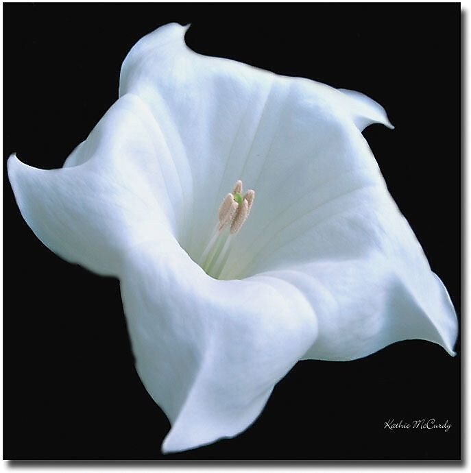 Trademark Global Kathie McCurdy "Moonflower Black and White" Canvas Art, 24" x 24"