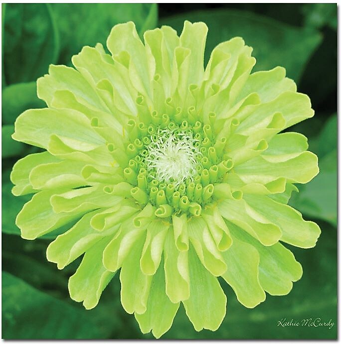 Trademark Global Kathie McCurdy "Green Envy Zinnia" Canvas Art, 24" x 24"